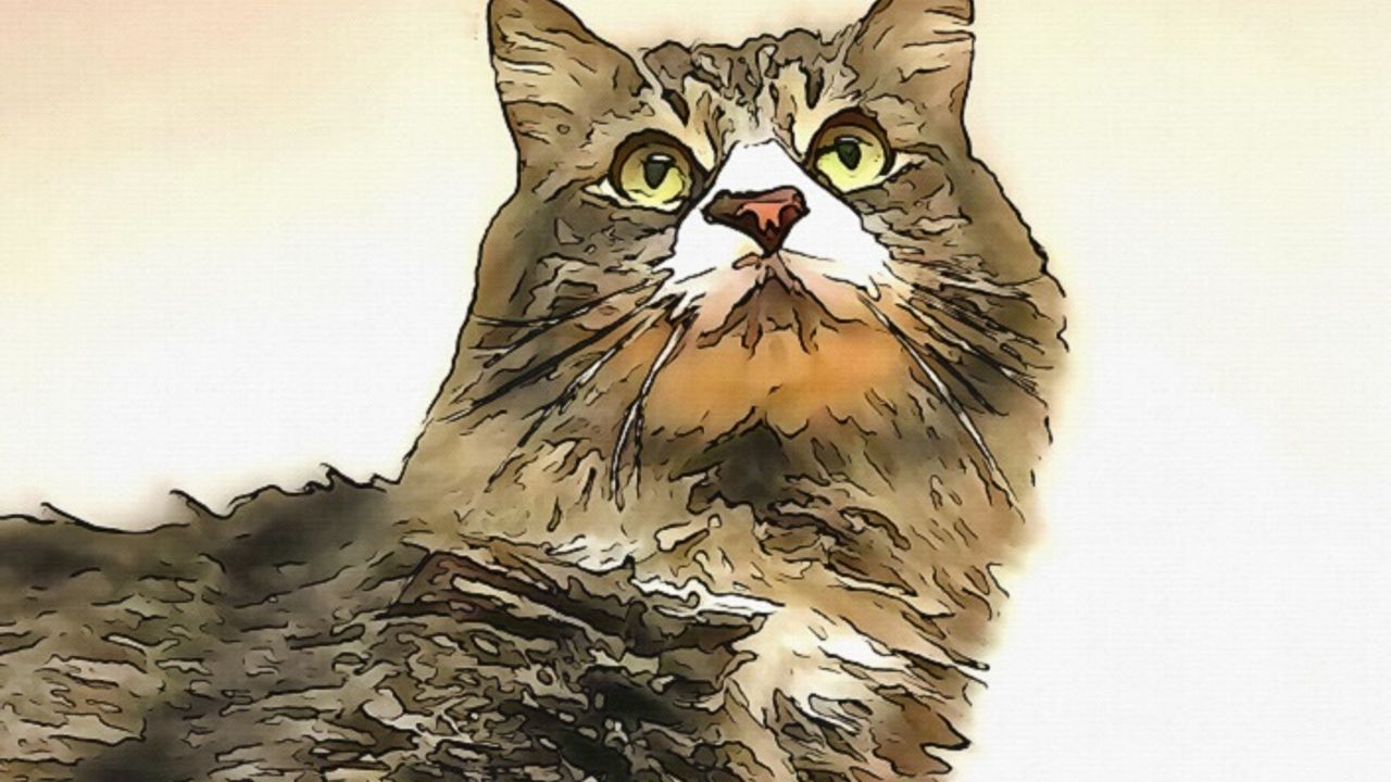 Doğulunun kedi sevgisi nereden geliyormuş?