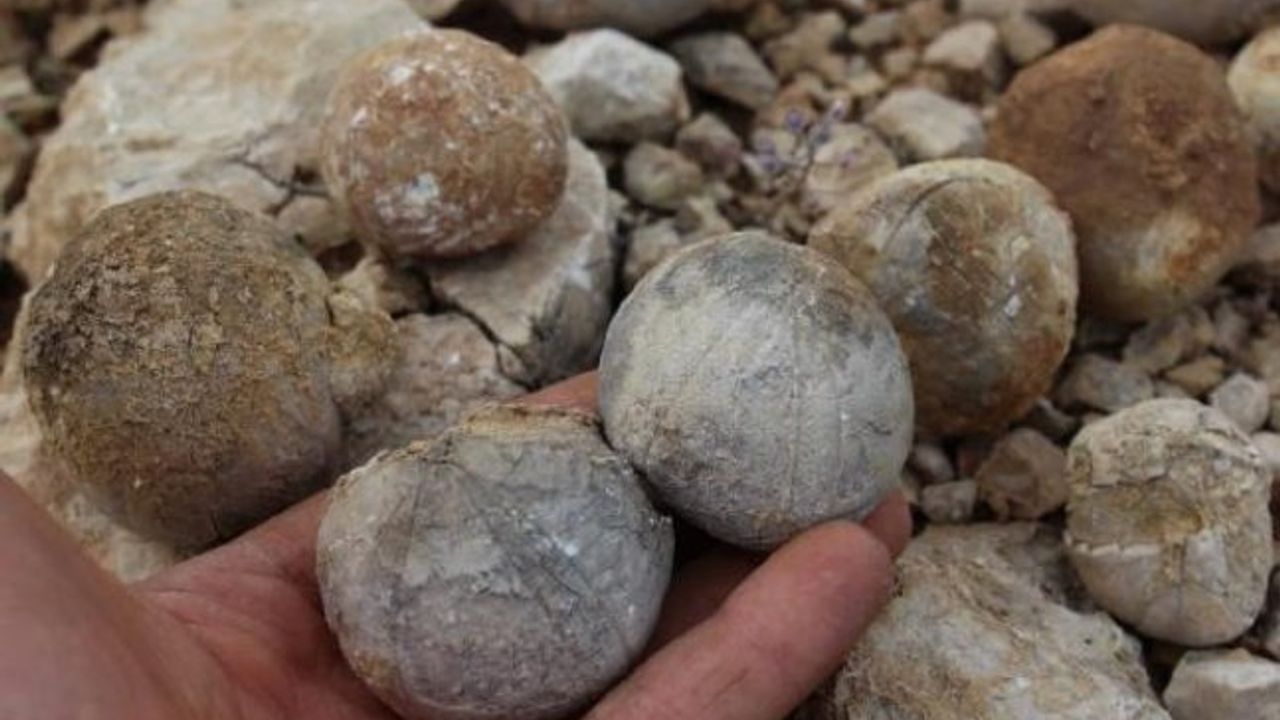 Adıyaman'da 85 milyon yıllık olduğu tahmin edilen fosil bulundu
