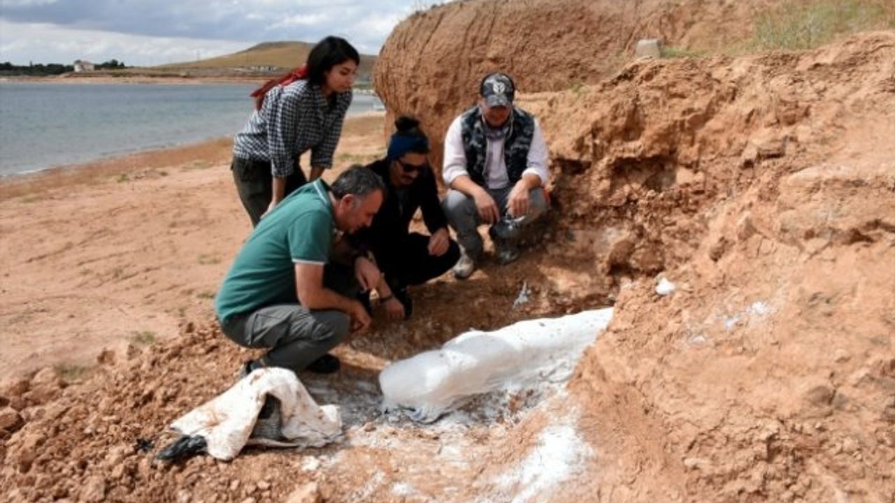 Kurutlu'da 2 bine yakın hayvan fosili bulundu