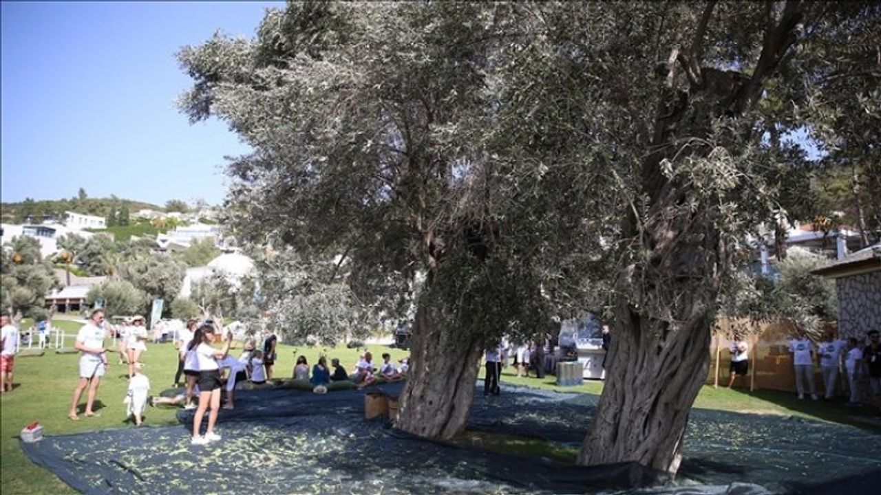 Muğla'daki 5. Zeytin Hasadı etkinliğinde tatilciler 700 yıllık ağaçlardan zeytin topladı