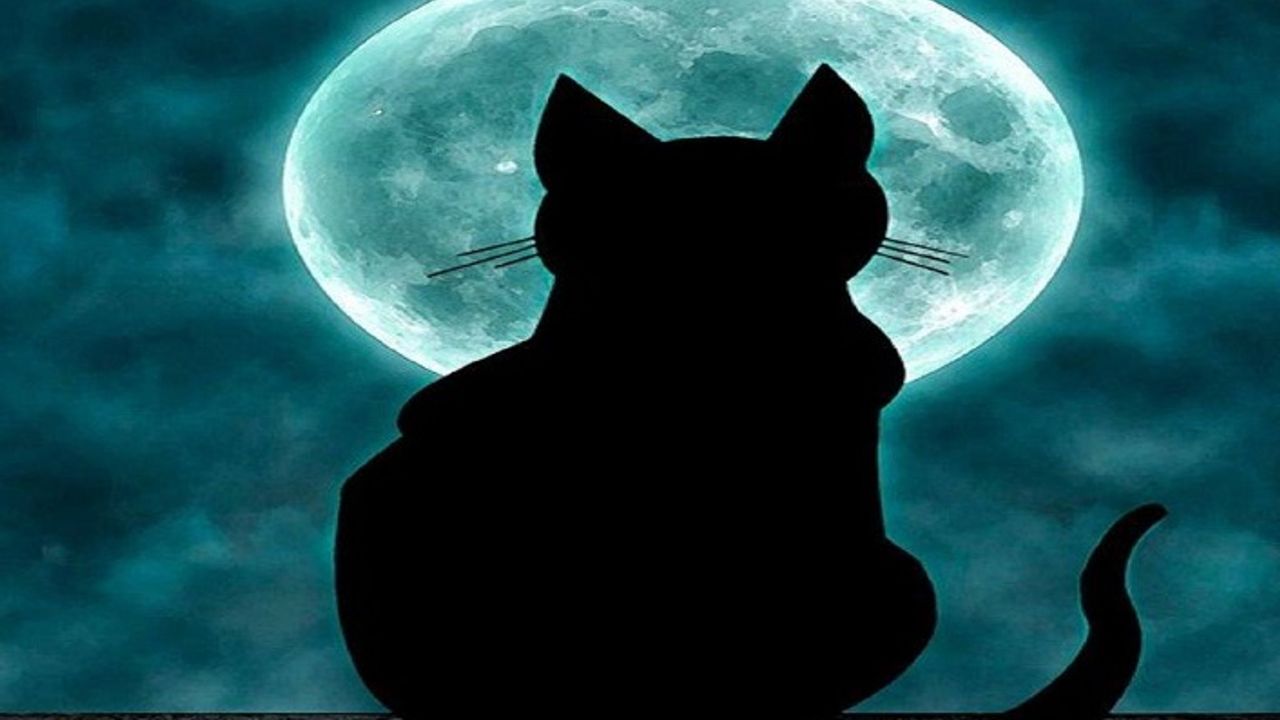 'Bir Kedi, Bir Adam, Bir Ölüm' kitap özeti