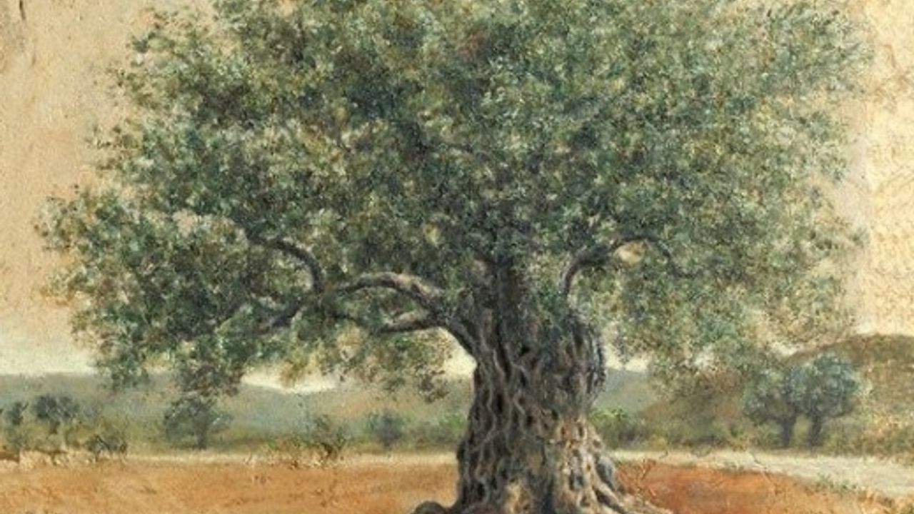 Zeytin ağacından ne zaman özür dileyeceğiz?