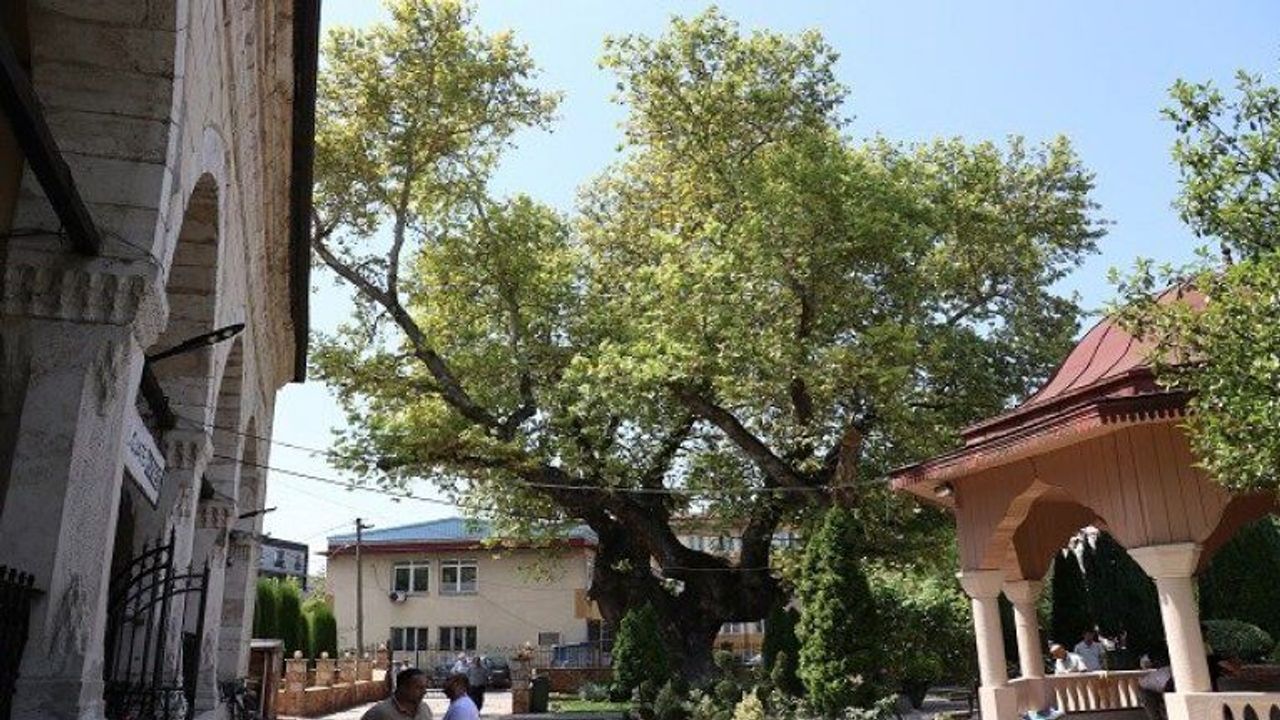 Kuzey Makedonya’da cami avlusundaki asırlık çınar zamana direniyor