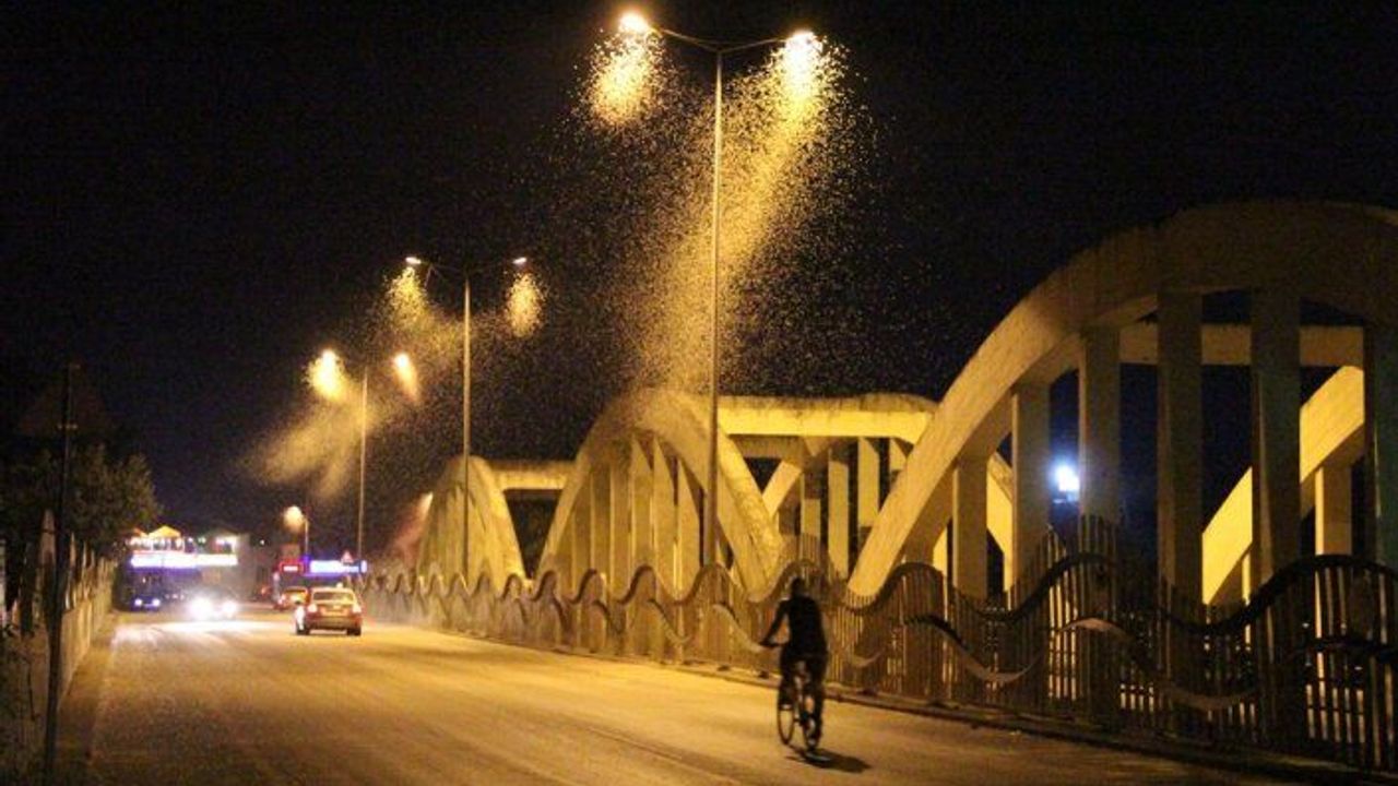 Sakarya'da birgün sineklerinin 'ölüm uçuşu' başladı