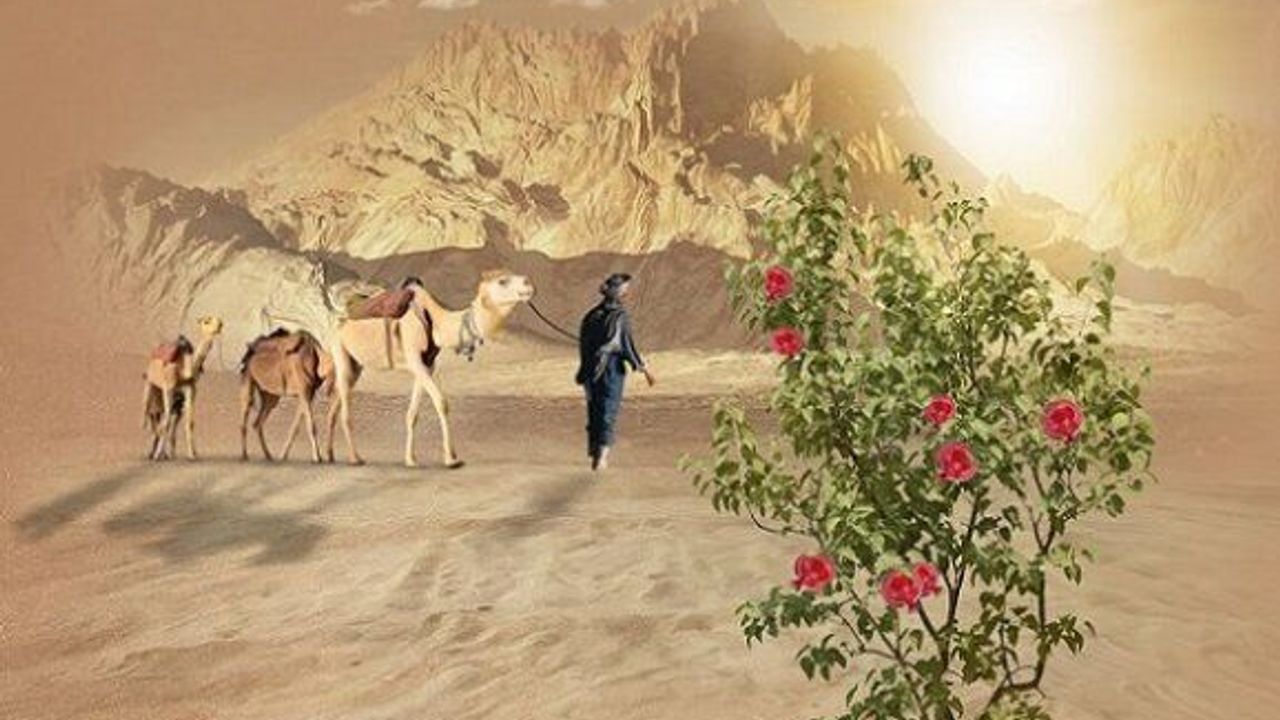 Taşları, duvarları delerek sevdiğine kavuşmanın adı: narçiçeği