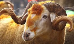 Kurban