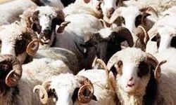 Kendi kurbanını kendin kes!