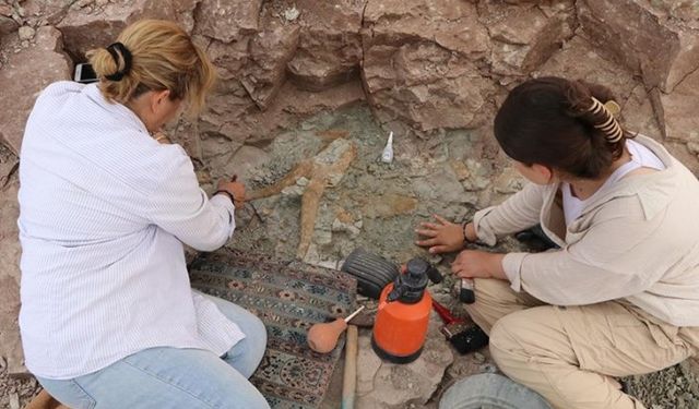 Çankırı'da yaklaşık 8,5 milyon yıllık fosiller gün yüzüne çıkarılıyor