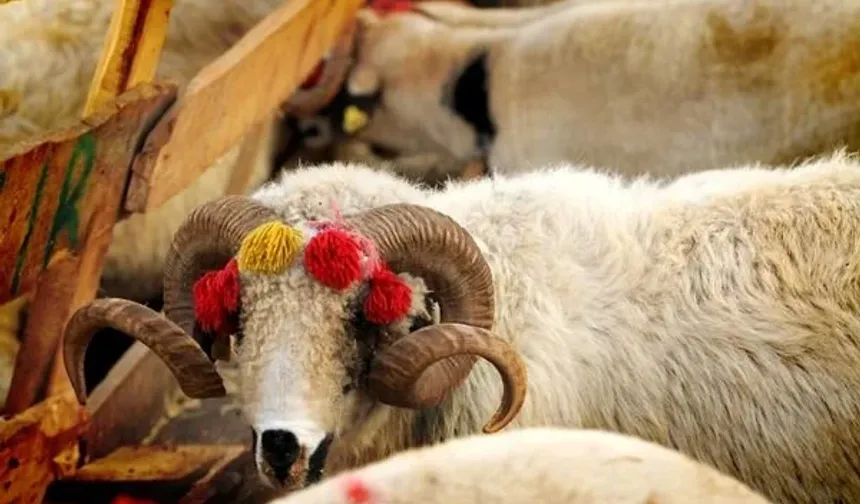 Kurban takva ile kalben Allah’a yakın olmak için vazgeçmenin adıdır